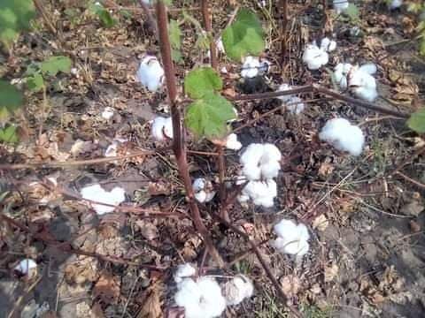 Cotton Farm Visit