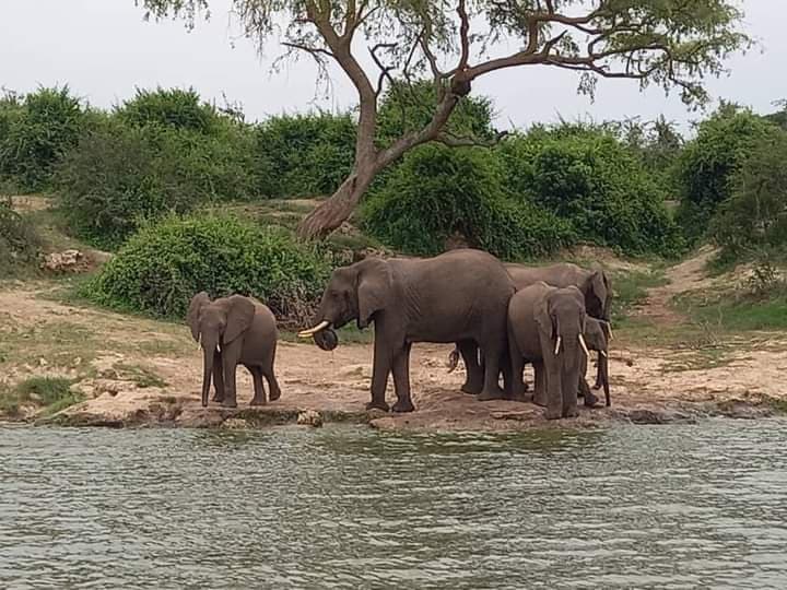 Queen Elizabeth Wildlife Safari